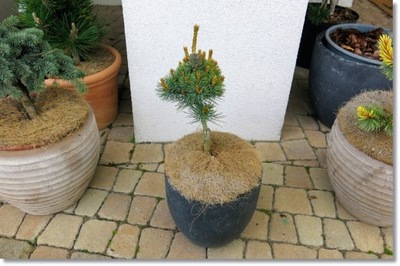 Pinus parviflora 'Aoi' - !!! !!! !!!