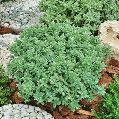 HEBE VERONICA IDEÁLIS NÖVÉNY A LÁPVIDÉKRE P11