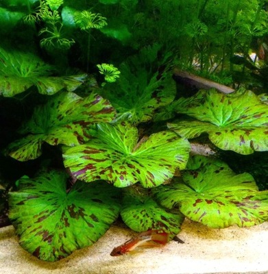 Nymphaea Zenkeri Green (lotos zielony) - PLANTACJA (bulwa)