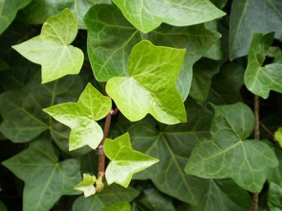 Bluszcz pospolity | Hedera helix