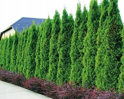 TUJA SMARAGD Thuja occidentalis SADZONKA P9