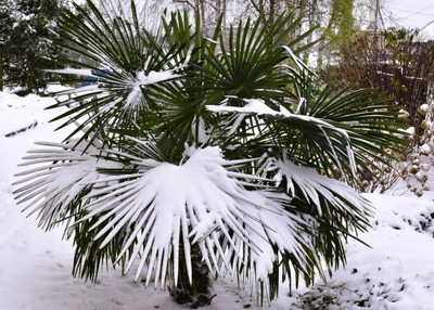 Trachycarpus Fortunei palma mrozoodporna