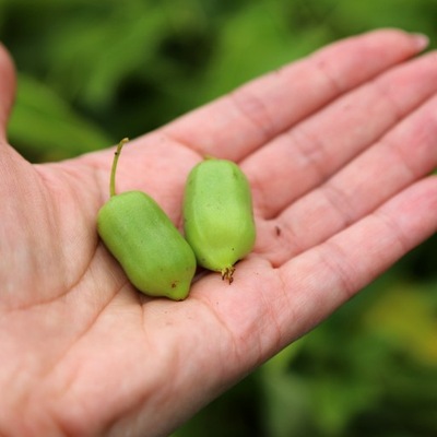 Kiwi samopylne issai - szkółka