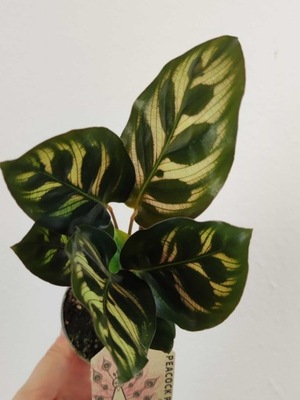 Calathea Kalatea Makoyana Maluszek