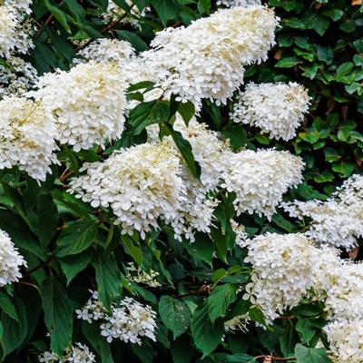 Hortensja bukietowa Grandiflora 2 L majestatyczna