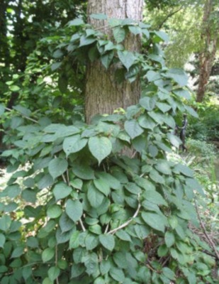 DŁAWISZ AMERYKAŃSKI Celastrus - sadzonki w doniczkach