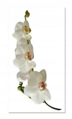 Naklejka ścienna kwiaty kwiatki 30cm Orchidea 1