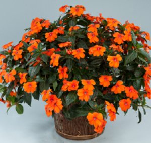 Niecierpek NG Impatiens Magnifico ORANGE