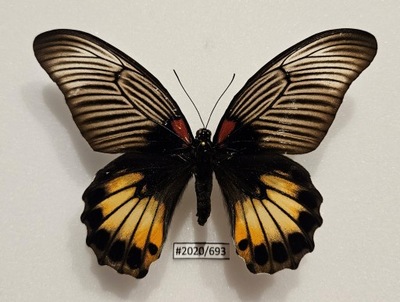 Motyl Papilio memnon memnon samica .