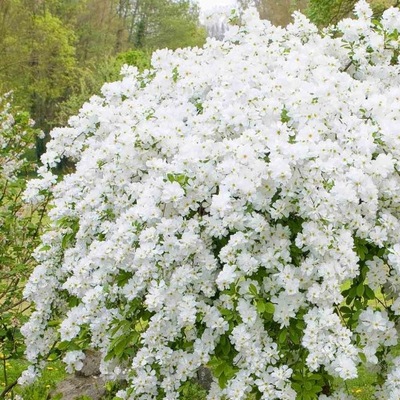 OBIELA WIELKOKWIATOWA EXOCHORDA RACEMOSA SADZONKA