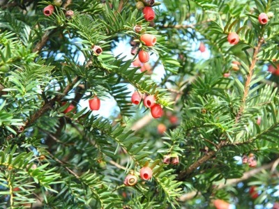 Cis pospolity Taxus 'Fastigiata'