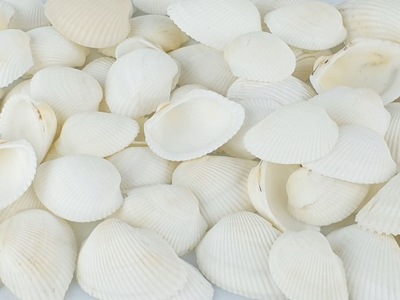 białe muszle naturalne muszelki white cockles 100g