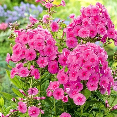 Floks (Phlox) - Płomyk wiechowaty - Cosmopolitan