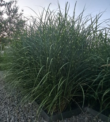 MIskant Chiński Punktchen sadzonka P9