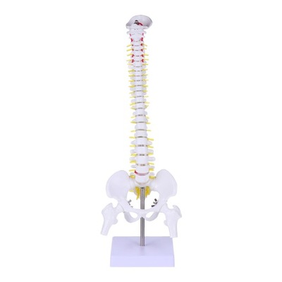 1Pc Medyczne anatomiczny szkielet Kręgów Model
