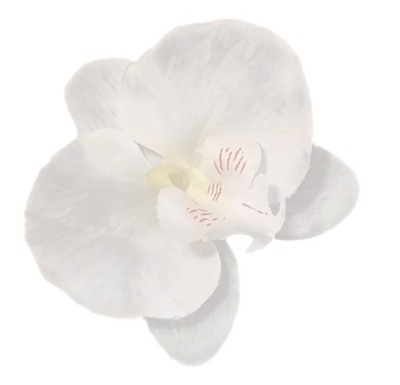 Storczyk Phalaenopsis - główka White