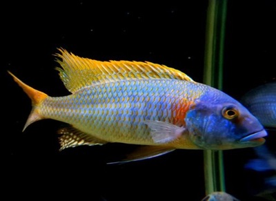 Buccochromis rhoadesii - Pyszczak - Pyszczaki