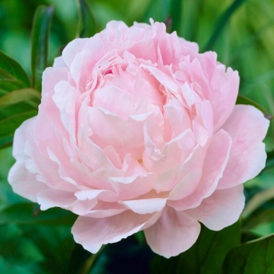 Piwonia, Paeonia - JASNORÓŻOWA - Piękna - Sadzonka