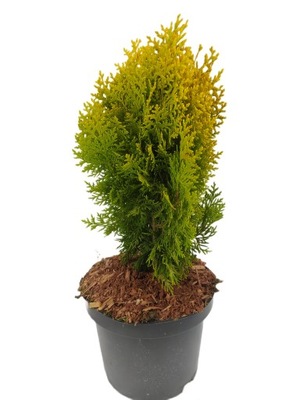 Żywotnik biota AUREA NANA thuja książkowa złota ZIMOZIELONA 2L