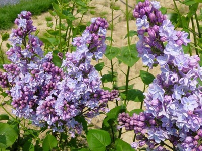 Lilak Syringa vulgaris 'Michel Buchner'