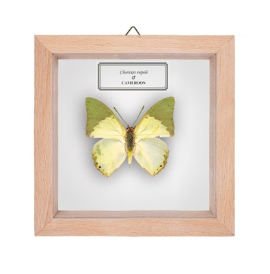 Motyl w gablotce Charaxes eupale