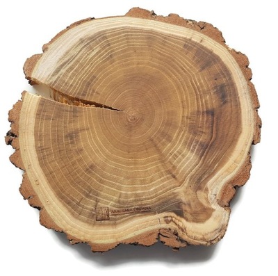 Akacja olejowana 23-27 cm Plaster drewna krążki akacjowe