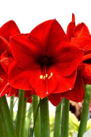 Amarylis Red| Elegantná dekorácia pre váš domov | Poteší kvetmi!