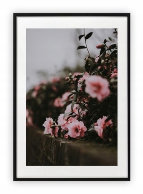 Plakat 18x24 cm Rózowe róże kwiaty WZORY