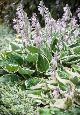 Funkia ogrodowa Hosta 'Patriot'