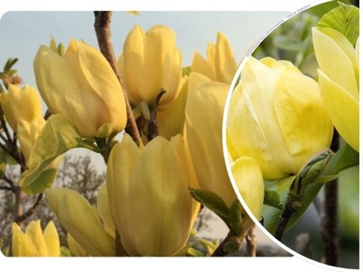 MAGNOLIA 'Magnolia' YELLOW BIRD ŻÓŁTA SZCZEPIONA