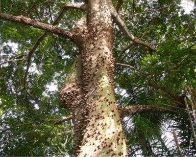 NASIONA DRZEWO KAPOKOWE Ceiba pentandra