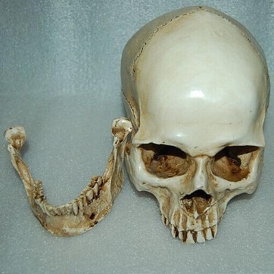 3x Realistyczny model ludzkiej czaszki Lifesize