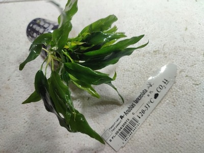 Anubias lanceolata [koszyk]