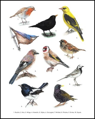 Plakat Ptaki 40x50 przyjazny Montessori