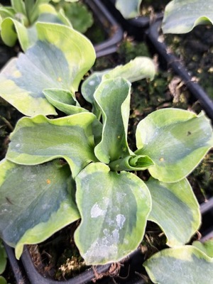 Hosta Funkia School Mouse