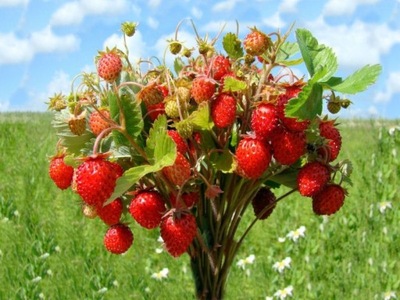 Poziomka "fragaria vesca" BARON