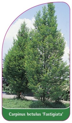 Carpinus betulus 'Fastigiata' etykiety szkółkarski