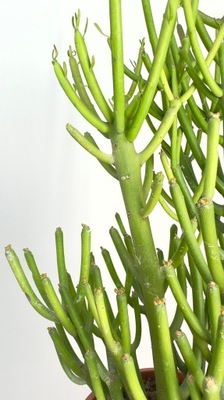 Euphorbia Tirucalli | Roślina o Wyjatkowym Wyglądzie XL