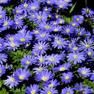 ZAWILEC - ANEMONE BLANDA 10 szt