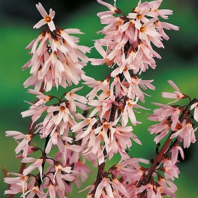 ABELIOPHYLLUM 'ROSEUM' ABELIOFYLUM KOREAŃSKIE