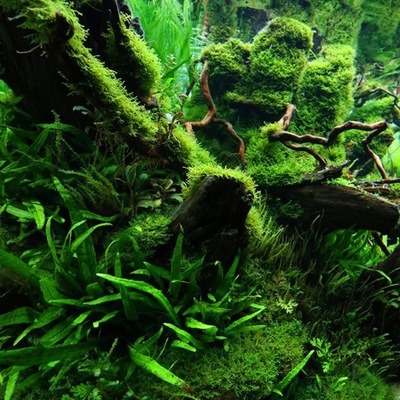 Mech Java moss (Taxiphyllum barbieri) - (in-vitro) puszka 10cm XXL