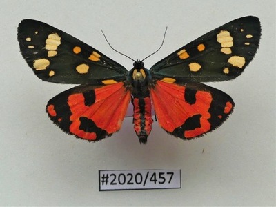 Motyl Callimorpha dominula .