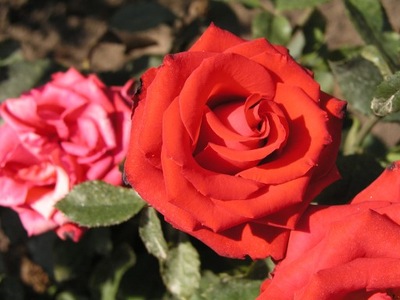 RÓŻA ' rosa' wielkokwiatowa Red Quen- NR 1399a