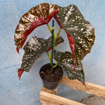 Begonia Foliage Cracklin Rosie 12 Ø Doniczka Gęsta Rzadko Spotykana