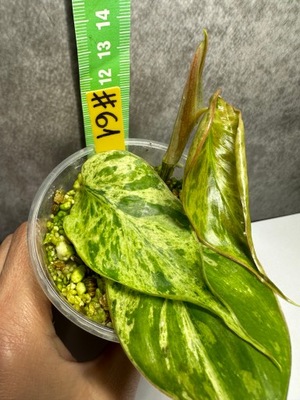 ==> Philodendron Hederaceum Variegata #61