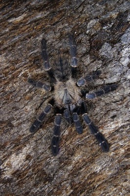 Cyriopagopus sp. Hati-hati L2 (SpidersFactory)