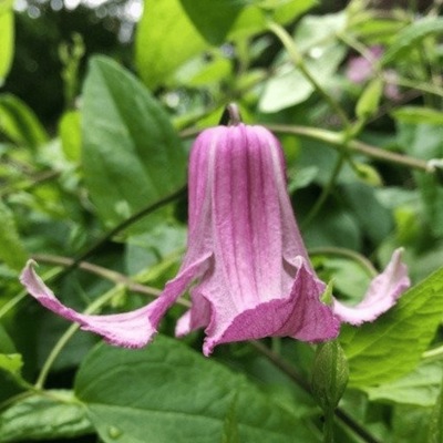 Powojnik Clematis Włoski Fay Sadzonka