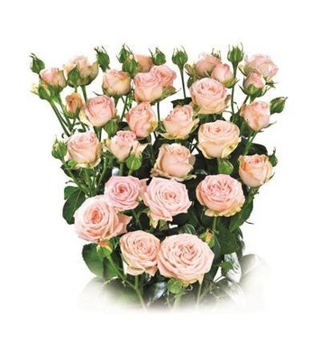 Róża cięta 50cm 20szt BOMBASTIC różowa