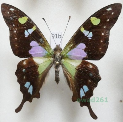 Papilio weiskei Ribbe, 1900 Indonezja, Irian91b