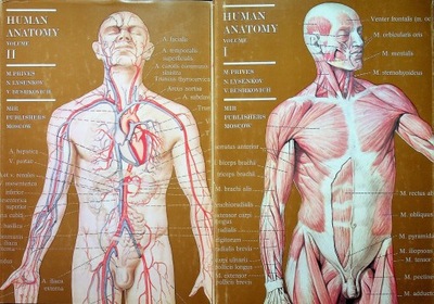 Human Anatomy tom I i II